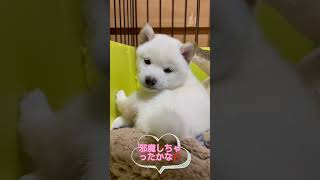 豆柴赤ちゃん🎶カメラに気付き…⁉️かわいい豆柴💕まめしば亭ブログvlog #shorts