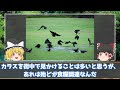 【ゆっくり解説】驚愕の事実…カラスの死骸を見ない理由【いきもの雑学】