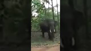 ആന പ്ലാവിലും കേറി തുടങ്ങിയോ 🙄 | Elephant funny videos | elephant video | elephant | #shorts