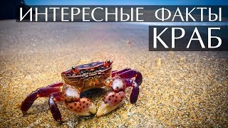 Интересные факты о Крабах