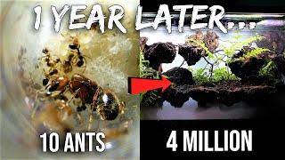 My Pet Fire Ant Colony 1 Year Later (Road to 4 Million)