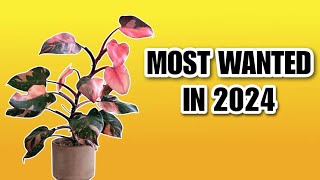 You should know! Ornamental Plants That Are Really Trending in 2024!