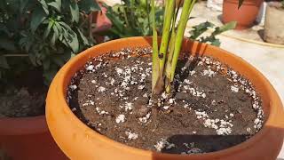 156.एरिका पाम को कैसे लगाएं/How to grow and care Areca Palm.