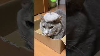 他の猫にもヤンボーの猫毛ベレーを被せてみよう　#ねこのいる暮らし