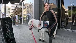 Lt. Rowdy miniature horse walking around Rodeo Dr 3 of 8 92423