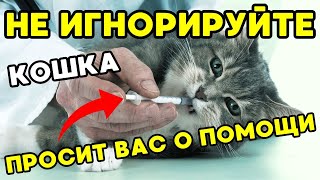 НИКОГДА НЕ ИГНОРИРУЙТЕ ЭТИ ПРИЗНАКИ, которые проявляют кошки, если им нужна ваша помощь