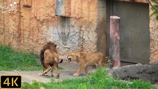 【ライオン】多摩動物公園【Lion】Tama Zoological Park