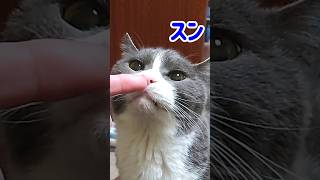 急にスイッチの入った同居猫や飼い主の笑い声に驚いちゃう猫 #Shorts