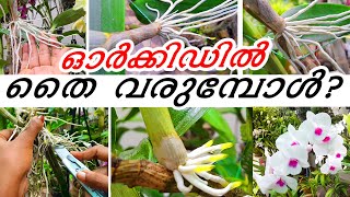 Orchid care in Malayalam / garden / 1080p FULL HD / \