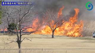 渡良瀬遊水地で恒例のヨシ焼き