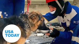 Earthquake rescues: Dogs pulled from rubble in Turkey | USA TODAY