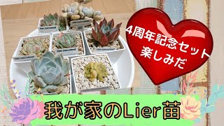 ｟多肉植物｠集まれ‼️我が家のLier苗🥳夏顔も可愛すぎて悶絶🤯｟多肉紹介｠～reoreoOreo4周年記念セットをワクワク正座しながら待つやなぎ(笑)本気の紅葉も見て欲しいなぁ😭❤～