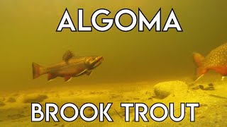 Algoma Brook Trout