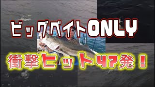 【超神回】ランカーシーバスがビッグベイトに狂った一日 ダウズスイマー・メガドッグ・ビッグバンディット・クラッシュ9Lowに計47発！