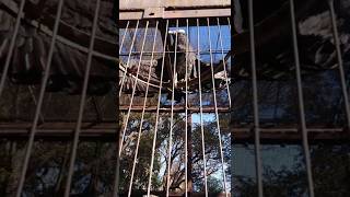 【🇯🇵旅日記】上野動物園:羽を広げて温まる「コンドル」 #Shorts