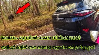 കാട്ടിലൂടെ ഒരു സൗജന്യ സഫാരി ആസ്വദിക്കാം 3 Hours, 3 States, 3 Forest - Muthanga, Bandipur \u0026 Mudumalai