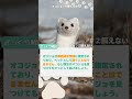 【動物クイズ】「オコジョって飼えるの？」 オコジョ shorts