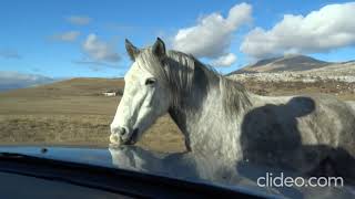 Safari s divljim konjima, planina Cincar: Wild Horses Safari (Livno, Bosnia and Herzegovina)