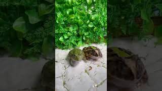 Wait for it!! 😂 #frog #fight #animals #nature #foryou #shorts #beautiful #viral