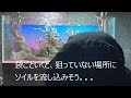 １２０ｃｍ水槽レイアウト　part1　landscape