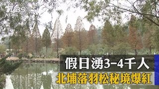 北埔落羽松秘境爆紅　假日湧3-4千人