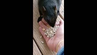 Gang of Squirrels: Hand Feeding Fat Mama Squirrel While Koko the Cat Watches