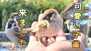 ニューフェイス！可愛いスズメの子が来ました【PIPIPIのすずめ日記 】