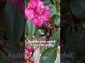 В Австралии я полюбила зиму австралия камелия цветы сад зима australia camellia winter garden bloom