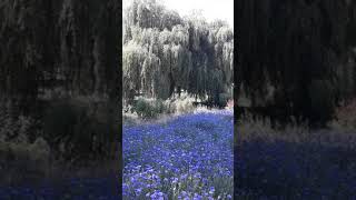 Weeping Willow Tree Meaning
