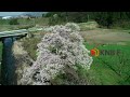 【最上のとやま ４k動画 ドローン】向野エドヒガン桜篇　富山 風景　the finest view of toyama　cherry blossoms yamadagawa drone