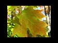 watch a maple leaf change color