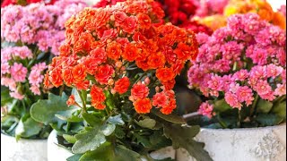 How to grow Kalanchoe plants and cuttings🌱🌱🌱