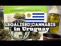 How to make herb oil and the History of Cannabis in Uruguay