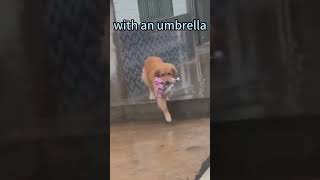 ⛈️🐕My dog waiting in the rain🌧️I love it🥹🥹#goldenretriever #dog #shorts