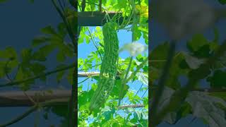 Natural vegetables #garden #satisfying #fruitfulharvest #watermelon #fruitharvest #garden #fruit