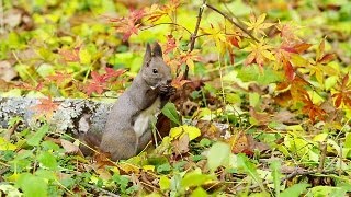 秋のエゾリス Hokkaido Squirrel in Autumn ( Shot on RED EPIC )