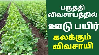 பருத்தி விவசாயத்தில் ஊடு பயிர்। cotton production। tamilnadu। village war