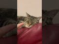 Panoramic Fat Engine Idle #cat #purring #kitten #catpurring #purringcats #kitty #purr