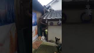 シェパード犬　雨の中でも懲りないパフォーマンスドール#ボール遊び#屋根#キャッチャー#大型犬