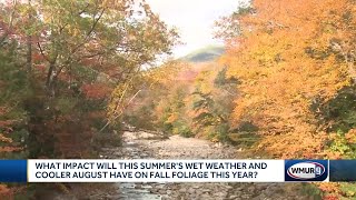 Foliage outlook: Rainy summer means healthy trees ahead of fall