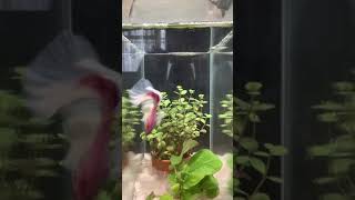 ベタ　Betta ピンクトリバンドダンボハーフムーン