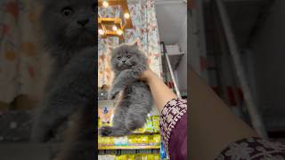 grey fluffy kitten | 8446853378