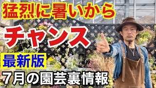 【涼んで見てください】元店長が最新２０２２年７月の園芸裏情報バラします　　　【カーメン君】【園芸】【ガーデニング】【初心者】