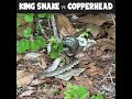 king snake vs copperhead epic battle between snakes caught on video in alabama