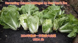 Harvesting Chinese Cabbages on New Year's Eve (2024年最后一天收获大白菜) USDA 5b #gardening