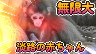 【赤ちゃん・ニホンザル】淡路の赤ちゃん　無限大