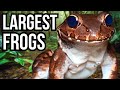 8 Of The Largest Frogs In The World