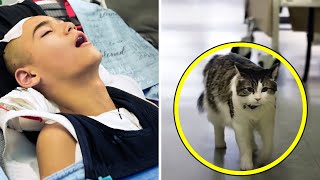 This Hospice Cat Went Into a Patient’s Room, Then the Whole World Heard This Shocking Story!