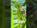 ants insects biodiversity macro iphone redants konkan kokan nature natural maharashtra x