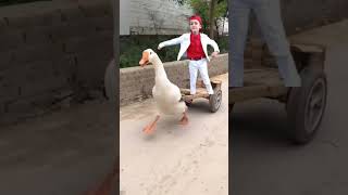 البطة 🦢😂